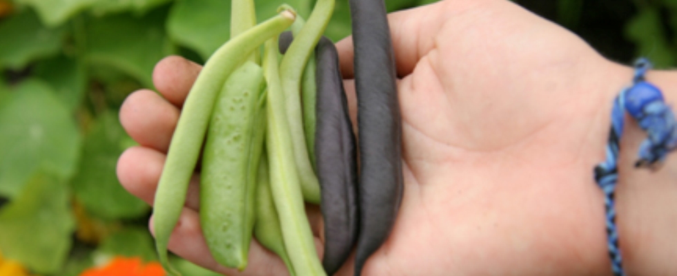 PageLines- SustainableCAPE_CCG_SummerBeans.jpg