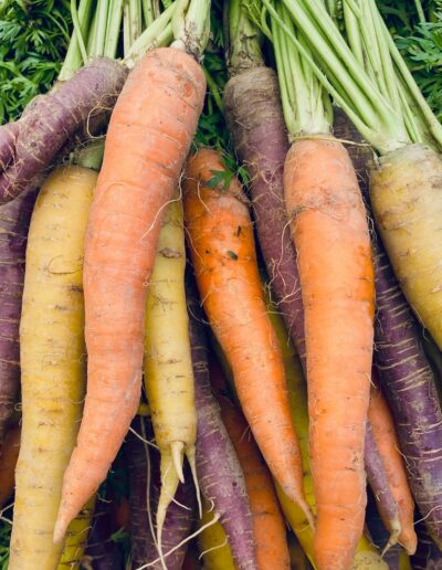 Rainbow Carrots Allen Farms