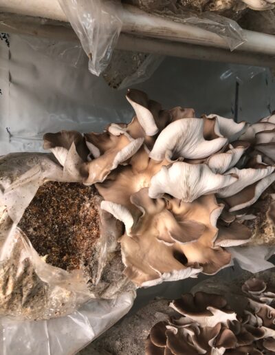 Cape Coastal Farm Products Oyster Mushrooms