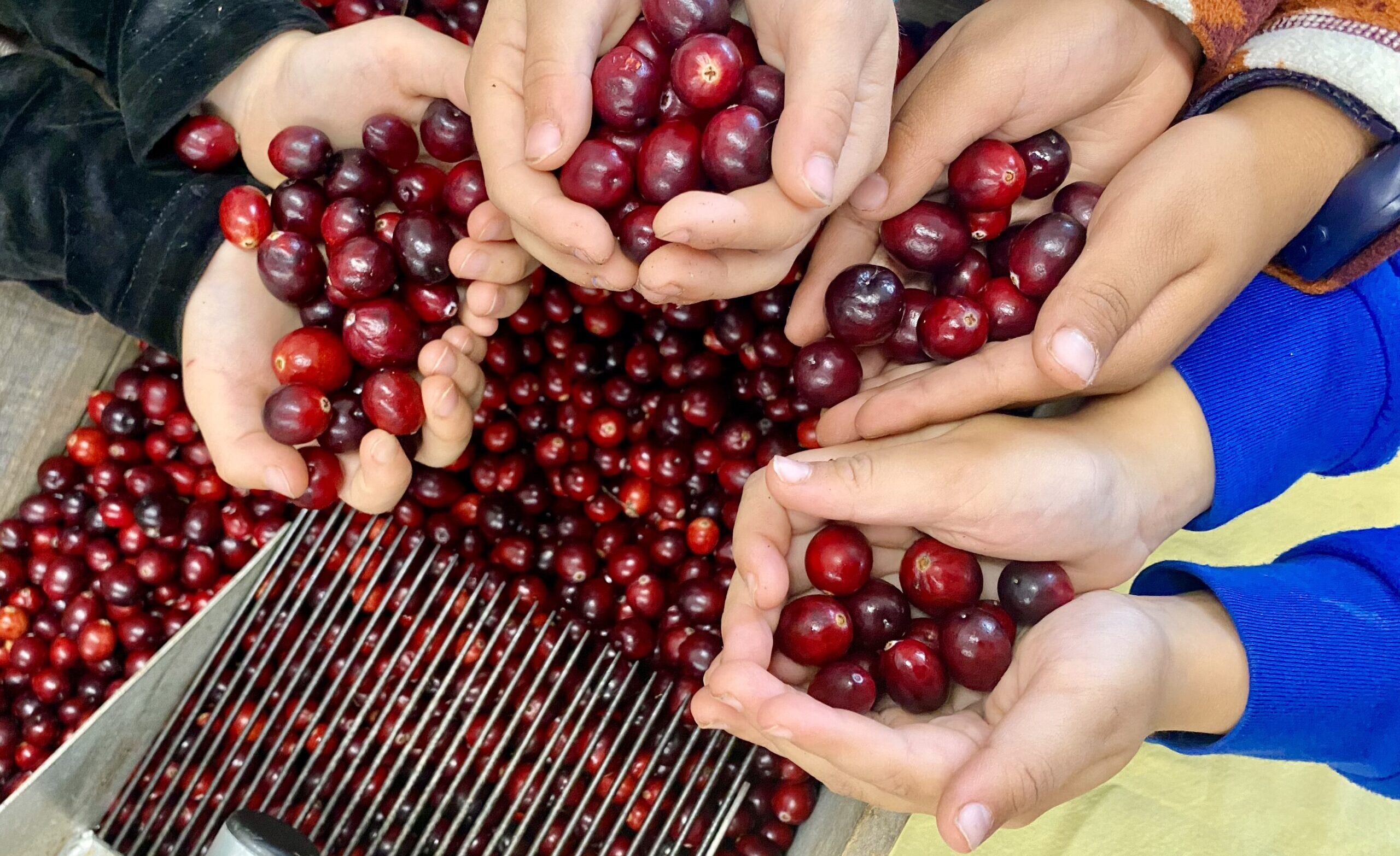 IMG_2929 Sustainable CAPE hands and cranberries