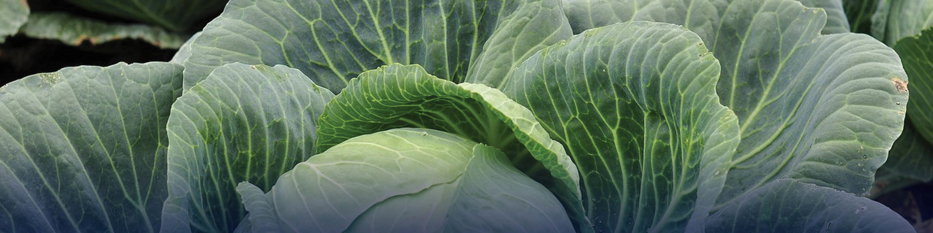 cabbage