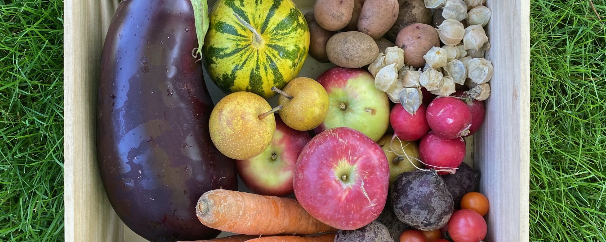 CSA+ Banner SC FLAVORx Program